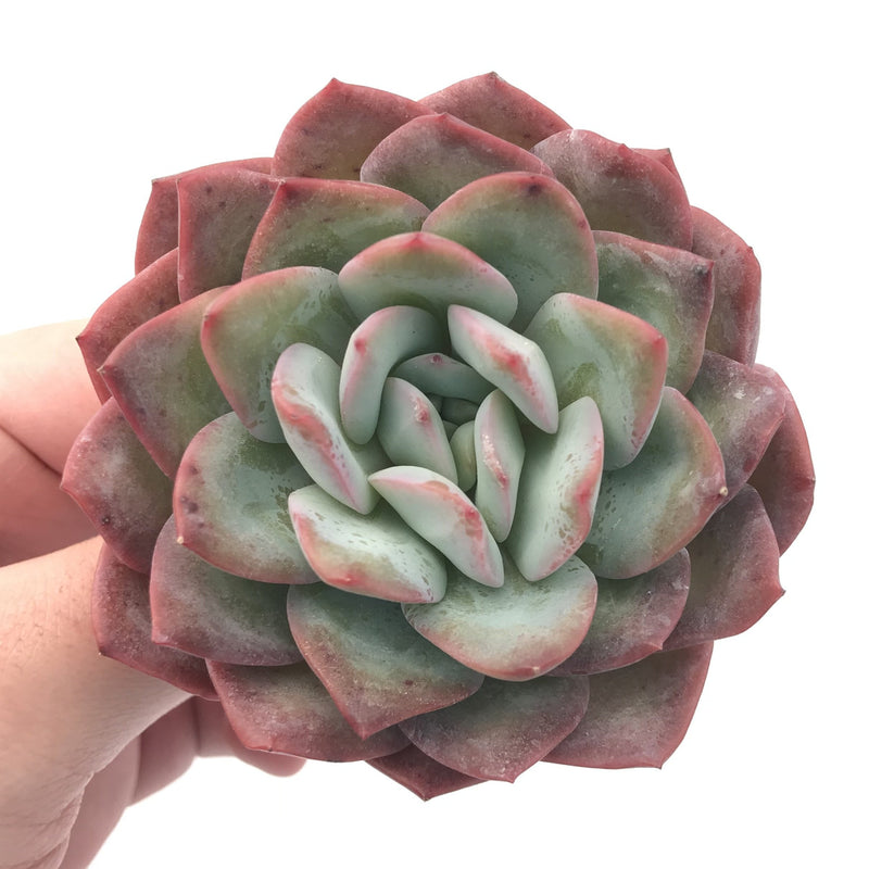 Echeveria ‘Paul Shay’ 3” Rare Succulent Plant