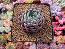 Echeveria 'Zaragoza' Hybrid 3"-4" Succulent Plant