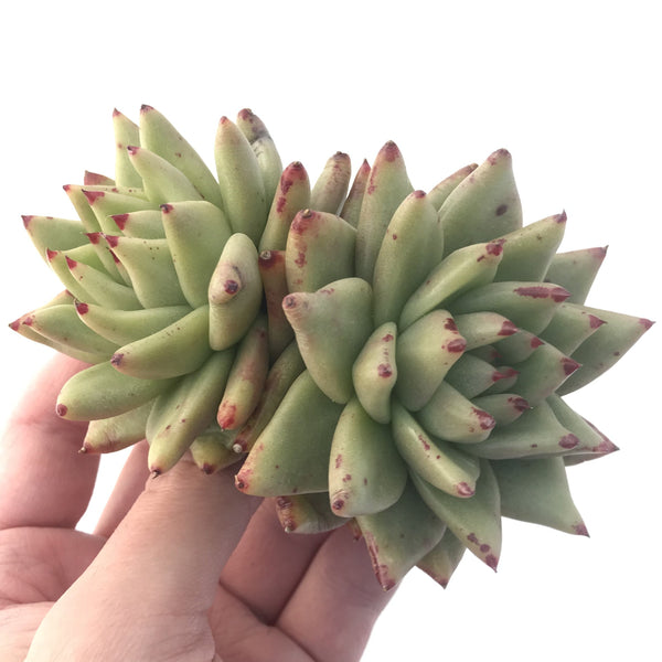 Echeveria Agavoides 'Maria' 5" Large Cluster Succulent Plant