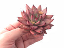 Echeveria Agavoides Sirius 3” Rare Succulent Plant