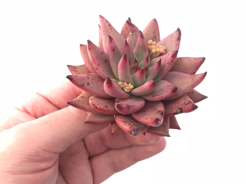 Echeveria Agavoides Sirius 3” Rare Succulent Plant