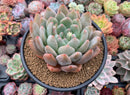 Echeveria 'Montori' 4"-5" Succulent Plant