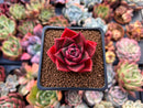 Echeveria sp. 2" Succulent Plant