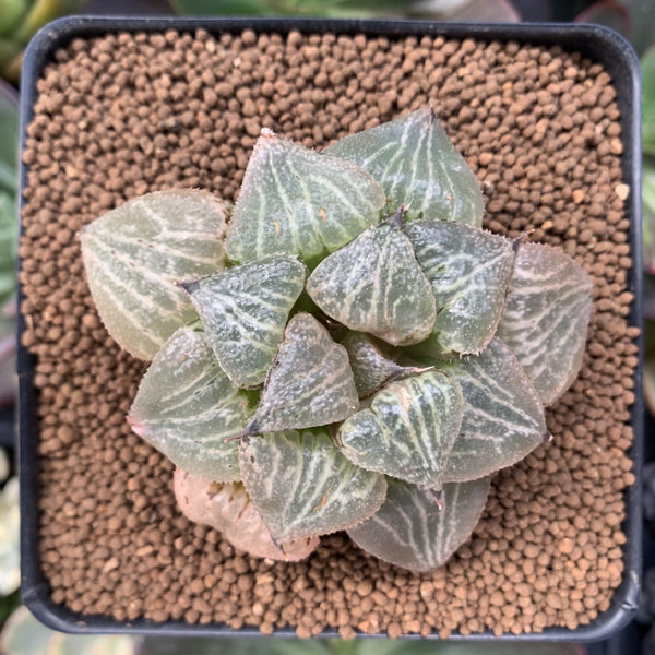 Haworthia 'Spring Rush' 2"-3" Succulent Plant