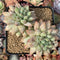 Pachyphytum Compactum 'Glaucum' 4" Cluster Succulent Plant