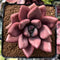 Graptoveria 'Ruby Donna' 3" Succulent Plant