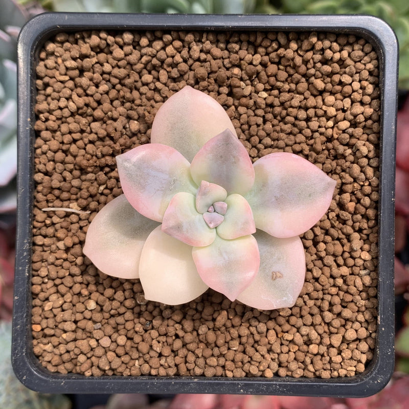 Quetzalcoatlia 'Pentandra Superba' Variegated 1" Succulent Plant (Formerly Graptopetalum 'Pentandrum Superbum' Variegated)