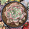 Echeveria 'Ariel' 5"-6” Large Succulent Plant