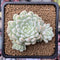 Echeveria 'Iriyageum' Variegated 4" Cluster Succulent Plant