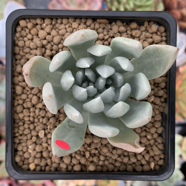 Dudleya 'Sony Queen' 1"-2" New Hybrid Succulent Plant