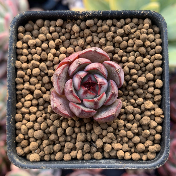 Echeveria 'Ailina' 1/2" Seedling Succulent Plant