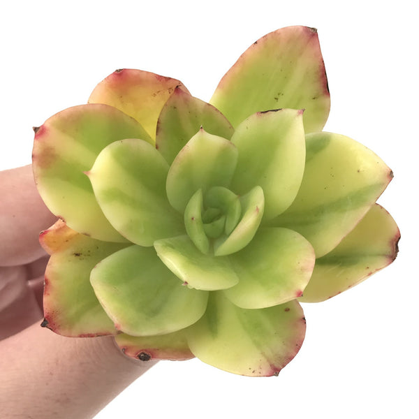 Echeveria 'Golden Glow' Variegated 1"-2" Succulent Plant