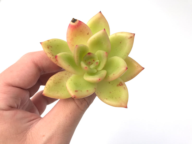 Echeveria Agavoides 'Ringo Star' 2"-3" Succulent Plant