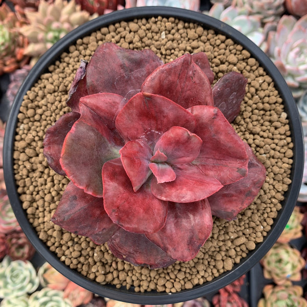 Echeveria 'Diamond State' Variegated 4" Succulent Plant