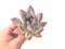 Echeveria 'Colorata' 4" Powdery Succulent Plant