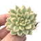 Echeveria 'Mebina' Variegated 1" Succulent Plant