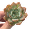 Echeveria 'Starmark' 3" Succulent Plant