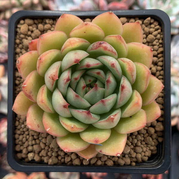 Echeveria Agavoides 'Enita' 3" Succulent Plant