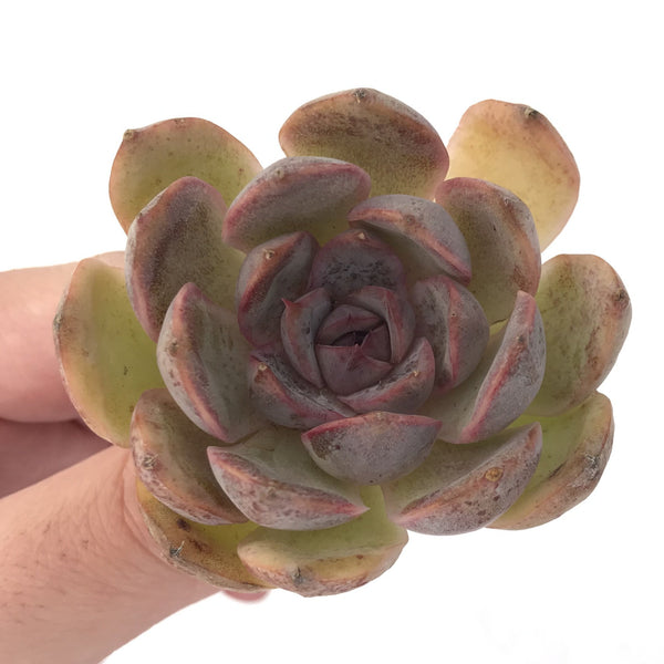 Echeveria Agavoides 'Mirinae' 2" Succulent Plant