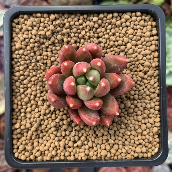 Pachyphytum Compactum 'Pink Glaucum' 2" Succulent Plant