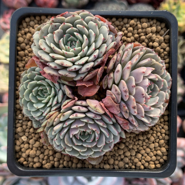 Echeveria 'Tuxpan' Cluster 3" Succulent Plant