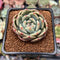 Echeveria 'Ariel' 2" Succulent Plant