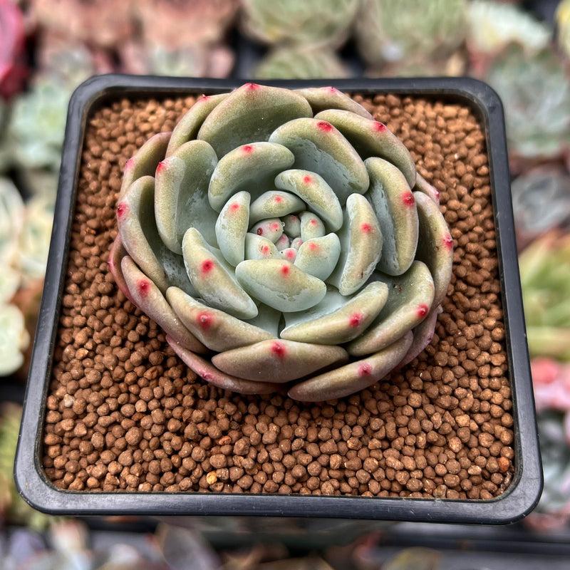 Echeveria 'Ariel' 2" Succulent Plant