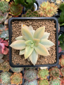 Graptopetalum 'Paraguayensis Awayuki' Highly Variegated 2" Succulent Plant