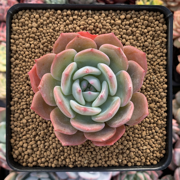 Echeveria 'Horizon' 2"-3" Succulent Plant