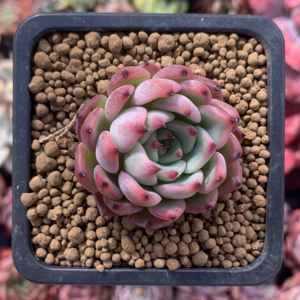 Echeveria 'Kotaro' 1" Succulent Plant