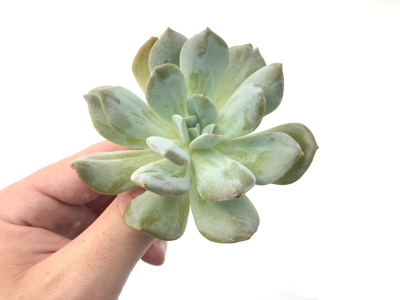 Echeveria 'Exotic' 3"-4" Powdery Rare Succulent Plant