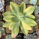 Pachyveria 'Cypress' Variegated 3"-4" Succulent Plant