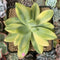 Pachyveria 'Cypress' Variegated 3"-4" Succulent Plant