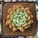 Echeveria 'Apple Pie' 2" Succulent Plant