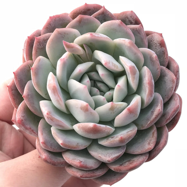 Echeveria ‘Yusuke’ 4" Rare Succulent Plant