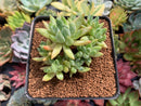 Pachyveria 'Bellgrave' Cluster 2"-3" Succulent Plant