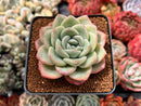 Echeveria 'Amabile' 2"-3" Succulent Plant