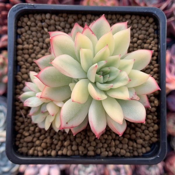 Echeveria 'Mebina' Variegated 2" Succulent Plant