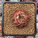 Echeveria Agavoides 'Pokeball' 1"-2" New Hybrid Succulent Plant