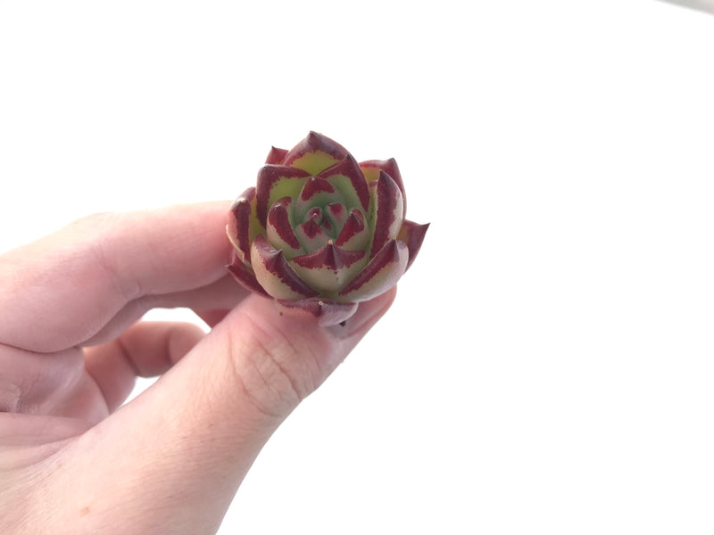 Echeveria Agavoides 'Casio' 1" Small Succulent Plant