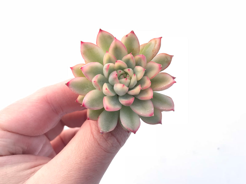 Echeveria Mebina Variegated Small 2” Rare Succulent Plant