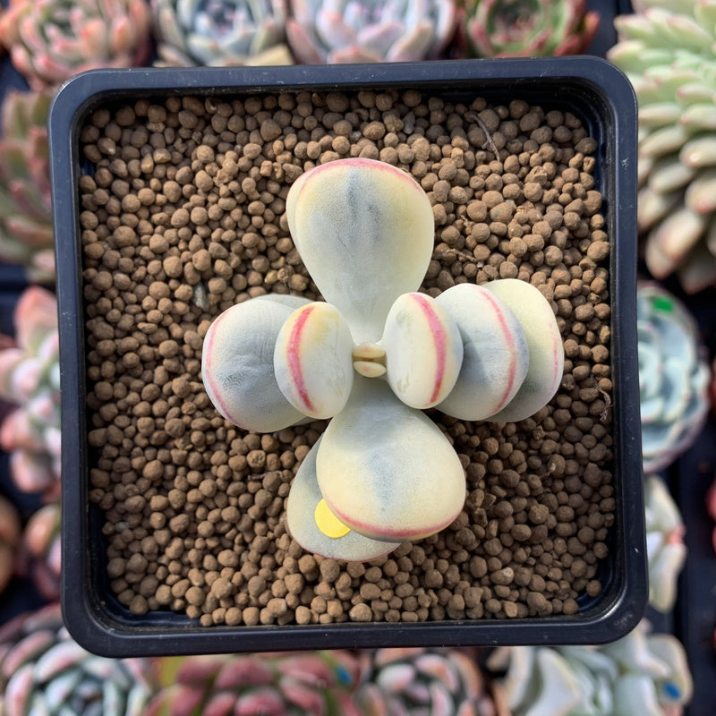 Cotyledon 'Orbiculata' 1"-2" Variegated Succulent Plant