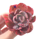 Echeveria 'Beyonce' Hearts Delight Variegated 3" Rare Succulent Plant