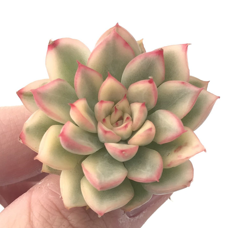 Echeveria 'Mebina' Variegated 1" Small Rare Succulent Plant