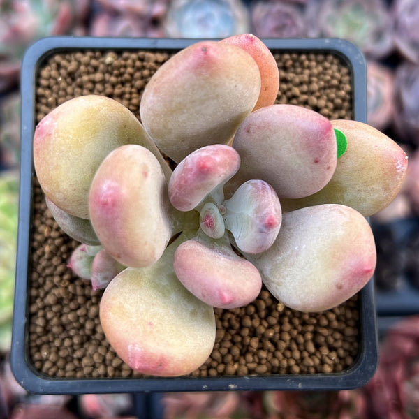 Pachyphytum 'Doctor Cornelius' 2" Succulent Plant