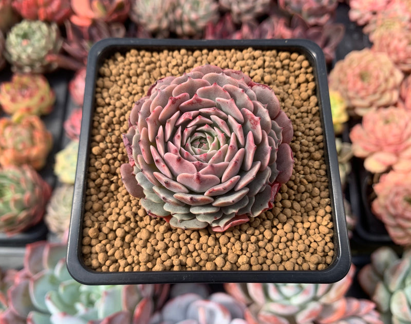 Echeveria 'Tuxpan' 2" Succulent Plant