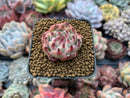 Echeveria 'Colorata' Seedling 1"-2" Succulent Plant