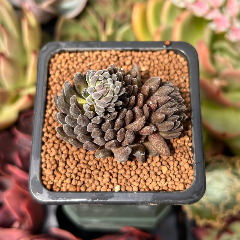 Sinocrassula Yunnanensis 1" Succulent Plant