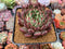 Echeveria Agavoides 'Golden Bear' 3"-4" Succulent Plant