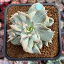 Graptoveria 'Harry Watson' 3"-4" Succulent Plant